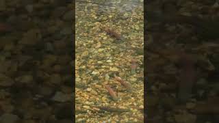 Kokanee Salmon spawning season