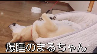 【元保護犬まる】爆睡のまるちゃん　雑種犬