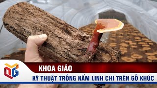 Kỹ thuật trồng nấm linh chi trên gỗ khúc | QTV