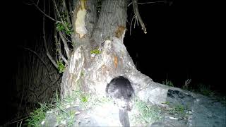 1 éves Eurázsiai hód ....one year age  Eurasian beaver (Castor fiber) comfort behavior