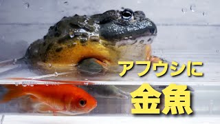 【給餌】アフリカウシガエルにまた金魚をあたえてみた【下手くそ】