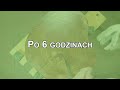 jak zrobić piękny stolik z plastra drewna za 185 zł. zrób sam nie przepłacaj