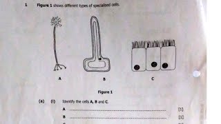 BIOLOGY: TOPIC: Specialised Cells