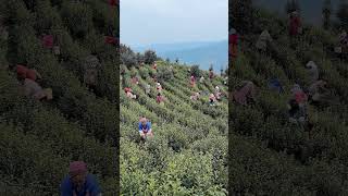 Hardworking rural people are picking fully grown tea leaves