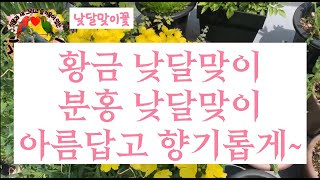 식조락tv 낮달맞이꽃 (황금 낮달맞이, 분홍 낮달맞이) 이렇게만 키워보세요~