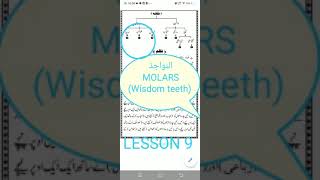 ANNAWAJIZ #MOLARS #WISDOM TEETH #9th-LESSON #SHORT-TAJWEED