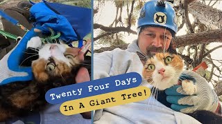 Brave Rescuers Save Cat From 70-Foot Tree Prison!