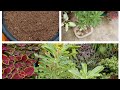 ajj mene || adeneyam || k seeds grow kiy || garden work || meena s garden