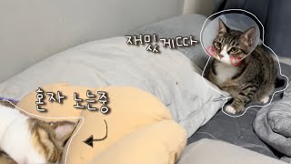 vlog) 누나랑 놀고싶은 고양이 ㅋㅋㅋ •고양이 일상 •고양이 브이로그