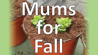 Mums for Fall! | Behind the Scenes