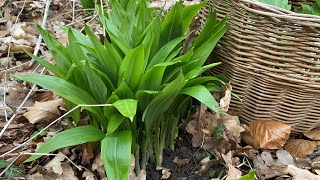 กระเทียมป่ากำลังอ่อนสวยงามน่าเก็บ#ตัดมันส์มาก#wild garlic.11/3/21.