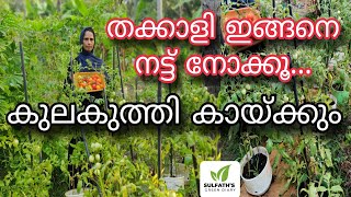 തക്കാളി ഇങ്ങനെ നട്ട് നോക്കൂ | കുലകുത്തി കായ്ക്കും | Tomato Farming tips Malayalam | Thakkali Krishi