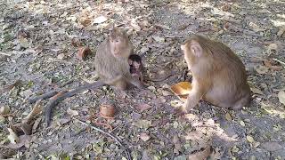 April and Gladdis Bring her Cub to Sit give Milk on Shade tree  on Jan 7 G-Maz.2686-Ambers