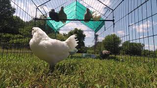 Best Pet Chicken Coop - Our Review and Tips from Buc~A~Buc Farm