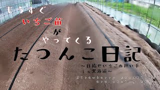 【新規就農】もうすぐ いちご苗がやってくる【田舎暮らし】たつんこ日記