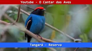 🐦🌴 Tangará Canto Para Apreciar 🌴🐦 - Gravado no Criatório