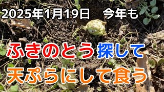 ふきのとう探してみた【令和6年1月初収穫なるか】