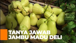 Cara Budidaya Jambu Madu Deli | Jawaban Lengkap Atas Pertanyaan Viewers  | Video Seri 05