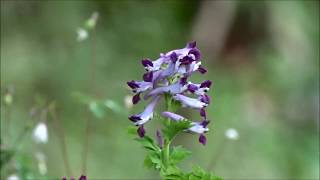 【全草食べれない】Poisonous plant ,Japanese flowers,Murasaki keman ムラサキケマン（紫華鬘）