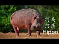 动物词汇 learn english animal vocabulary 動物词汇积累