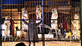 Redy Montico - 5 Siberian tigers / 5 szibériai tigris - Fővárosi Nagycirkusz utazó cirkusza ( 2015 )