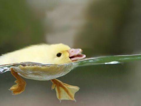 Which animal has no neck?