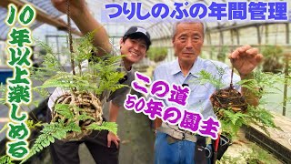 【つりしのぶ園】つりしのぶの年間の管理を50年以上作り続ける園主に教わる【シノブ】