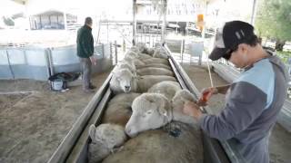 ProWay Sheep Bulk Handler