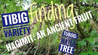 Hagimit: Tibig or Tubog Variety | An Ancient Fruit