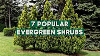 7 Popular Evergreen Shrubs for Landscaping 🌳🌲 // PlantDo Home \u0026 Garden 💚