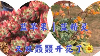 蓝苹果｜蓝精灵｜多肉植物里面的开花小能手｜多肉开花怎么办 可以保留还是要剪掉