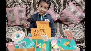 LKG Science Exhibition/ Nursery, LKG Sense Organs Project ideas/Five Sense Organs