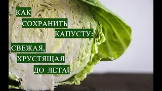 ВСЮ ЗИМУ БУДТО ТОЛЬКО С ГРЯДКИ! КАК СОХРАНИТЬ КАПУСТУ НА ЗИМУ ДО ЛЕТА!