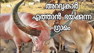 അറവുകാർ ഈ ഗ്രാമത്തിൽ കടക്കില്ല cow farming natural