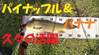 春の鯉釣り By TeamCarpGettersDVD Vol.247