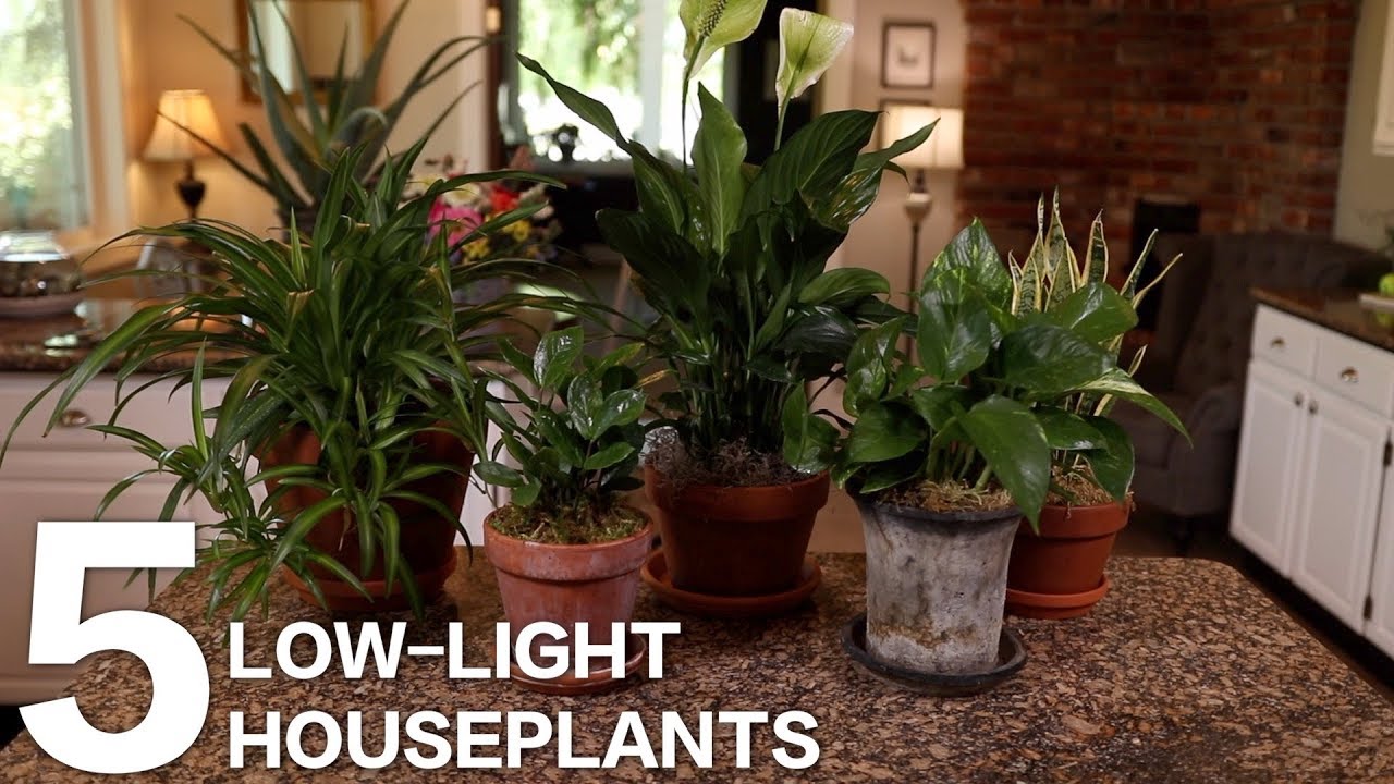 House Plants For Low Light Office | Shelly Lighting