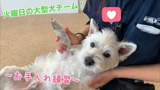 【幼稚園】紫竹山店　✨火曜日大型犬チーム✨