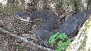 June 10, 2021 Rattlesnake met on hike in Santa Rosa, CA - C0034