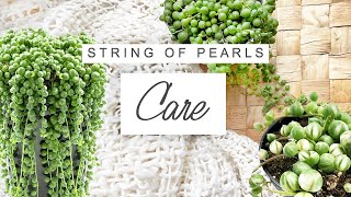 String Of Pearls Care Tips 🌱 TRICKS For Faster And er Growth | Senecio Rowleyanu