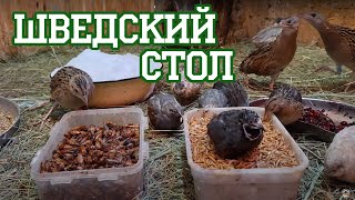 Коростельная перепелятня? Перепелиная коростельня?