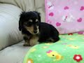 ミニチュアダックス・ブラックタン・メス9 10｜兵庫県ブリーダー子犬