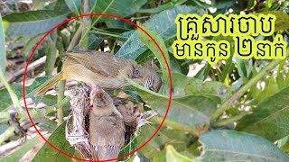 អ្នកម្តាយបញ្ចុកចំណីកូន​២នាក់ក្នុងបន្ទុក | Sparrow feeds two young in the Nest.