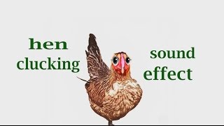 How A Hen Clucking / Sound Effect / Animation