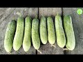 higher yield cucumber seed ពូជត្រសក់នេះផ្ដល់ទិន្នផលច្រើន មិនតិចជាង 20តោន លើផ្ទៃដីបីរៃ