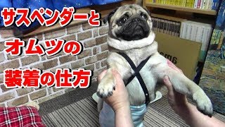 犬のサスペンダーとオムツの付け方　「お手」と「おかわり」が雑になるパグ　『おまめ日記』