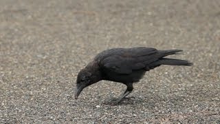 Why crows thrive in cities