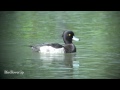 野鳥撮影・ キンクロハジロ　tufted duck