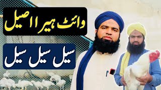 White Heera aseel hen for sale 2025 | Ali Bhai tv