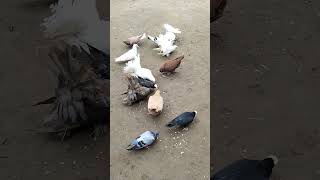 Nisaware kabootar #shortvideo #bird # pigeon# Pigeonlove #kabutar🕊️🕊️ 🔥