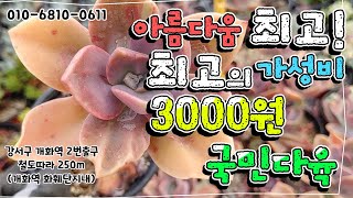 아름다움 최고! 최고의 가성비 3000원 국민다육! #라울 #벽어연 #우주목 #미니마 #레티지마 #쿨라우쿰 #미니벨금 ( #다육식물#succulent  #다육)